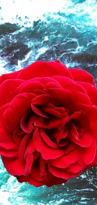 This live wallpaper showcases a stunning red rose sitting atop a wooden table, set against an overhead view of rough waters inspired by nature
