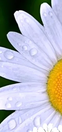 This live wallpaper is a photorealistic rendition of a chamomile flower adorned with water droplets