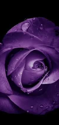 This live wallpaper for phones showcases a digital purple rose with water droplets