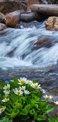 This phone live wallpaper features a stunning scene of vibrant flowers next to a serene river