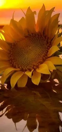 This live wallpaper features a stunning sunset and a beautiful sunflower