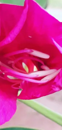 This stunning phone live wallpaper showcases a brilliantly pink flower and lush green leaves