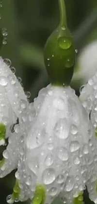 This phone live wallpaper showcases a stunning close-up view of a flower with water droplets, capturing the beauty of nature in detail