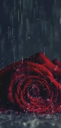 This phone live wallpaper features the stunning digital rendering of a red rose in the rain, intricately portrayed by a skilled artist