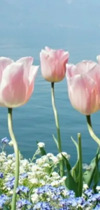 This live wallpaper features a group of pink tulips swaying in the wind next to a body of water