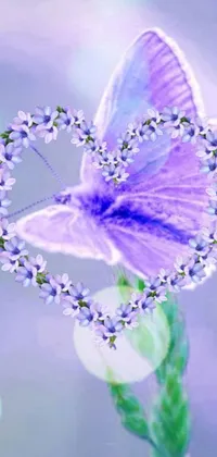 This is a beautiful live wallpaper for your phone that features a vibrant image of a purple butterfly perched on top of a delicate purple flower