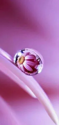 Looking for an enchanting live wallpaper for your smartphone? Feast your eyes on this stunning image of a pink flower with a tiny purple water droplet on top