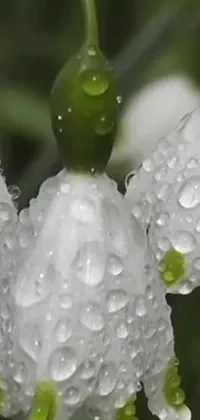 This phone live wallpaper depicts a close-up of a flower with water droplets on it, set against a backdrop of moist, mossy white stones