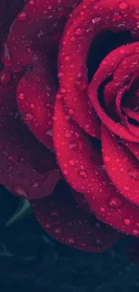 Enhance your phone's screen with this gorgeous live wallpaper featuring a red rose close-up, with stunning water droplets that add to a dewy effect