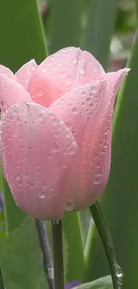 Enjoy the soothing beauty of a pink tulip adorned with water droplets from this lovely live wallpaper