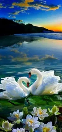 This phone live wallpaper showcases a serene lake with a lovely couple of swans, evoking a romantic atmosphere