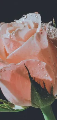 Get a mesmerizing, hyperrealistic pink rose live wallpaper with water droplets on it, trending on Unsplash