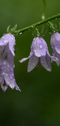 This phone live wallpaper displays purple flowers adorned with water droplets