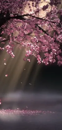 This phone live wallpaper features a scene under a tree with a red umbrella and beautiful sakura trees in the background