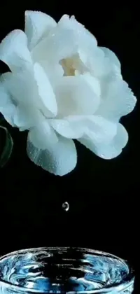 This phone live wallpaper features a beautiful white rose floating effortlessly in a glass of water, set against a dreamy cloud background