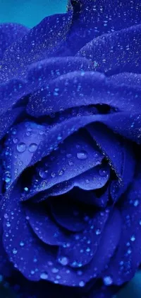 Get lost in the serene beauty of this navy-blue rose live wallpaper