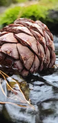 This nature-inspired phone live wallpaper displays a close-up of a pine cone and water, showcasing intricate details of the cone's scales and sharp peaks