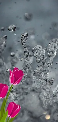 Looking for a beautiful live wallpaper to spruce up your phone screen? Look no further than this stunning image of pink flowers resting on a window sill! Set against a liquid metal background and featuring splashes of magenta and gray, this wallpaper is sure to soothe and calm you every time you scroll past it