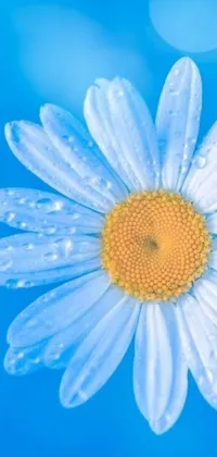 This phone live wallpaper showcases a stunning chamomile flower detailed with impressive realism