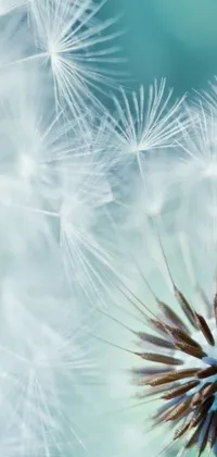 Add a touch of natural beauty to your phone with this captivating close-up wallpaper depicting a vibrant dandelion against a blurry background