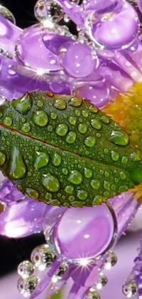 This beautiful phone live wallpaper showcases a realistic green bug perched atop a purple chrysanthemum