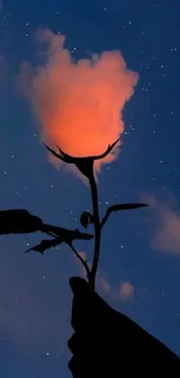 This phone live wallpaper features a stunning close-up view of a hand holding a flower, set against a red glow in the sky