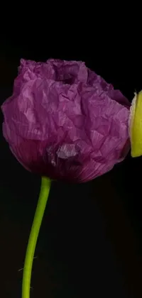 Enhance your phone's visual aesthetics with this captivating and visually stunning live wallpaper, featuring a close-up portrait of a beautiful purple flower made of silk paper in a hurufiyya style