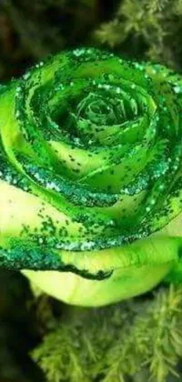 This stunning phone live wallpaper showcases a beautiful green rose adorned with sparkles and water droplets
