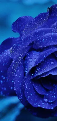 Water Flower Plant Live Wallpaper