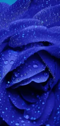 Experience the serene beauty of a dark, deep blue rose with this stunning phone live wallpaper