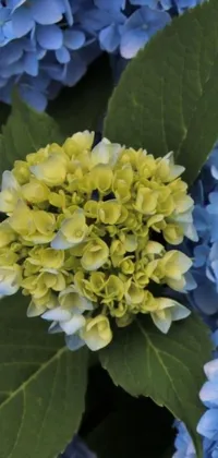 Introducing a mesmerizing phone live wallpaper featuring close-up shots of exquisite blue and yellow flowers