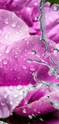 Get captivated by the stunning live wallpaper of a flower with water droplets
