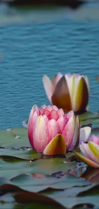 This live phone wallpaper features a stunning group of water lilies gently floating on a serene body of water