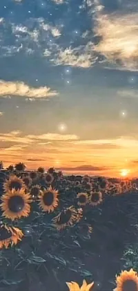 Get mesmerized by the beauty of nature with this stunning phone live wallpaper! Featuring a field of sunflowers set against a glorious sunset, this video art piece in 480p resolution will transport you to a peaceful and serene place