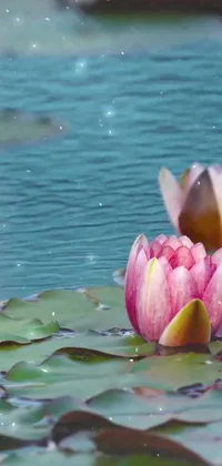 Transform your phone's screen into a peaceful and serene water lilies scene