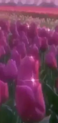 This phone live wallpaper showcases a beautiful, romantic field of purple tulips swaying in the breeze with a charming church in the background