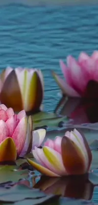 This phone live wallpaper features a stunning scene of water lilies floating on a serene lake