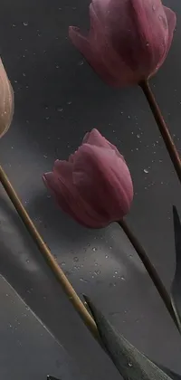 This phone live wallpaper features a photorealistic painting of three tulips, in pink and white colors, on a gray background