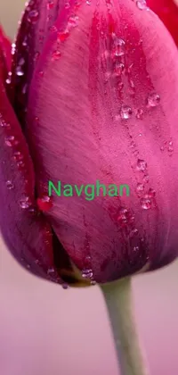 Introducing a stunning phone live wallpaper featuring a gorgeous flower close-up with water droplets adorning its petals