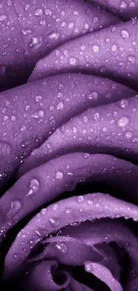 This stunning close-up live wallpaper for your phone features an ultra-detailed and vibrant purple rose, adorned with sparkling water droplets that enhance its exquisite beauty
