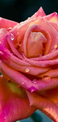 This stunning pink and orange live wallpaper features a detailed image of a water-dappled rose
