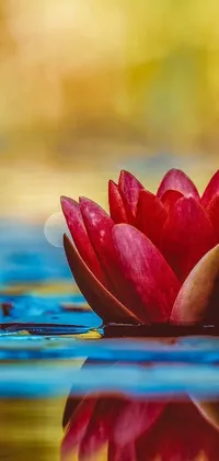 Experience serenity and tranquility with our red flower lotus live wallpaper