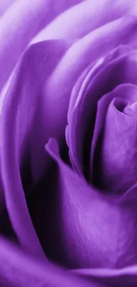This mobile live wallpaper features a stunning close-up view of a vibrant purple rose flower
