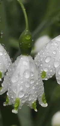 This phone live wallpaper features a group of white flowers with water droplets against a green rainforest background