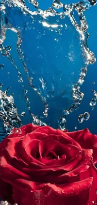 Transform your phone with a beautiful wallpaper featuring a stunning red rose sprinkled with refreshing blue water