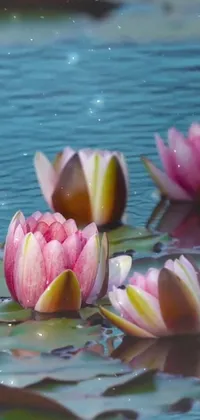 This phone live wallpaper features a group of photorealistic water lilies floating on calm water as dewdrops glisten on their petals