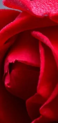 This live wallpaper features a high-quality close up image of a red rose with glistening water droplets