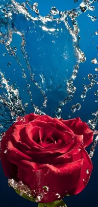 This phone live wallpaper depicts a red rose sprinkled with blue water droplets