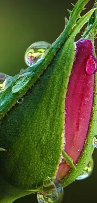 This phone live wallpaper boasts a stunning macro photograph of a rose bud with water droplets
