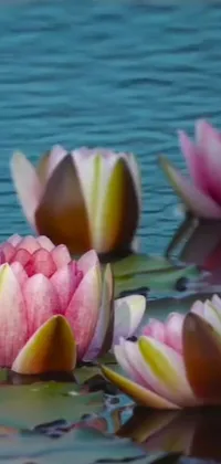 This phone live wallpaper presents a serene scene of floating water lilies on a calm body of water